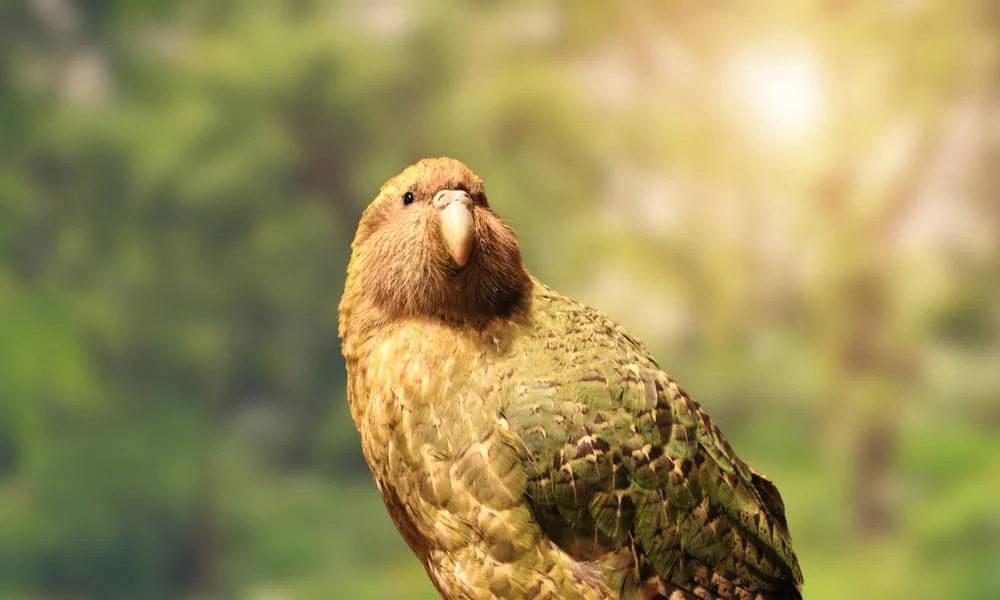 Kakapo Trivia Quiz Kakapo