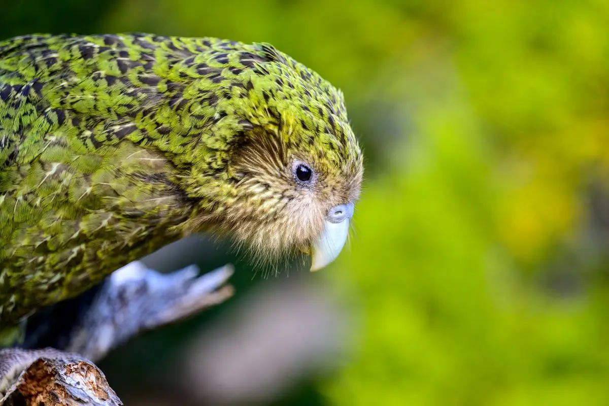 Kakapo Trivia Quiz Kakapo