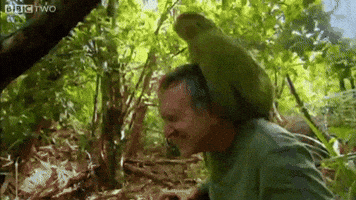 Kakapo Trivia Quiz Kakakpo GIF