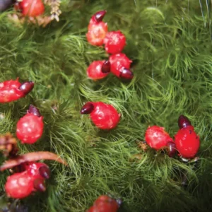 Kakapo Trivia Quiz Plants, seeds, and fruit