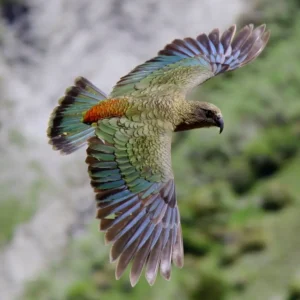 Kakapo Trivia Quiz It weighs the same as its closest relative, the kea