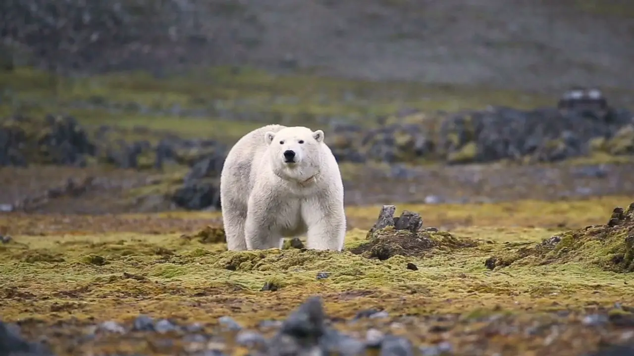 Which Bear Breed Are You? Quiz Polar bear