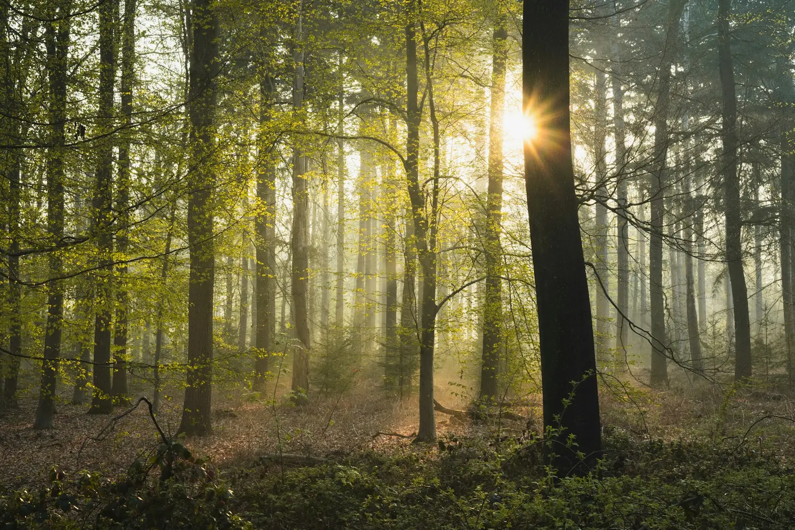 Which Bear Breed Are You? Quiz Woodland forest