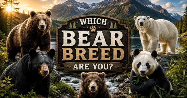 Which Bear Breed Are You? Quiz